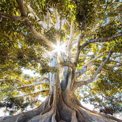 Grounding Meditation Grounding Meditation