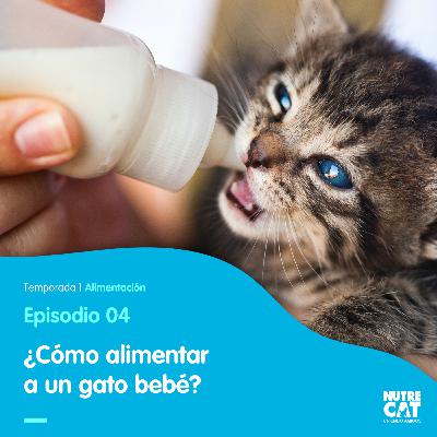 Trayendo un nuevo gato a casa