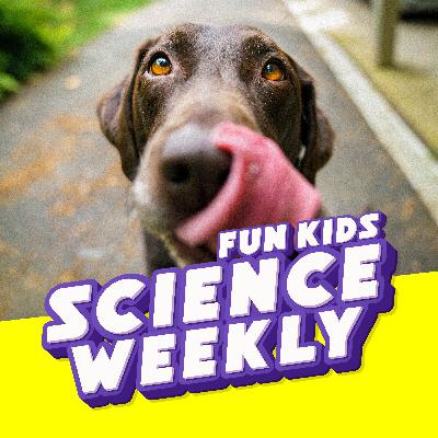 A New Sense for Dogs and What is Sweat? A New Sense for Dogs and What is Sweat?