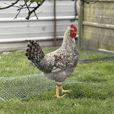 Ethan Rivers, UK-based Cream Legbar breeder