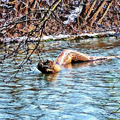 Unveiling the Mystery: Lake Monsters of Canada