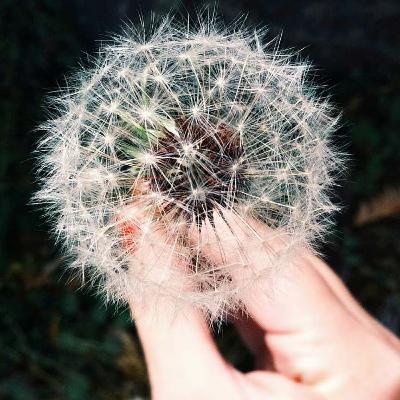 Like Dandelions in the Wind Like Dandelions in the Wind