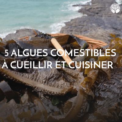 5 algues comestibles à cueillir et cuisiner
