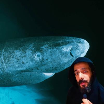 الحياة من وجهة نظر قرش جرينلاند الحياة من وجهة نظر قرش جرينلاند