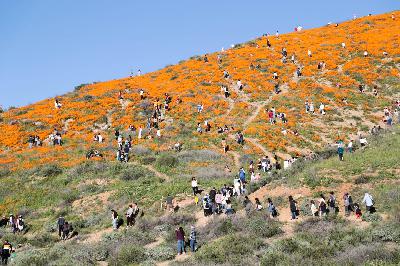 Superbloom - Volume 23 in the "Social Media is Awful" Series