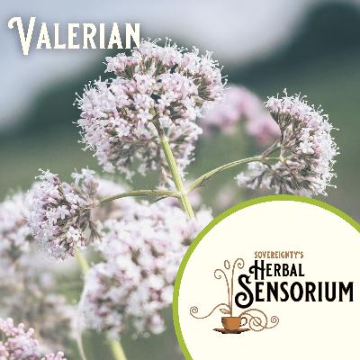 The paradox of Valerian and why the ART of herbalism is our super power.