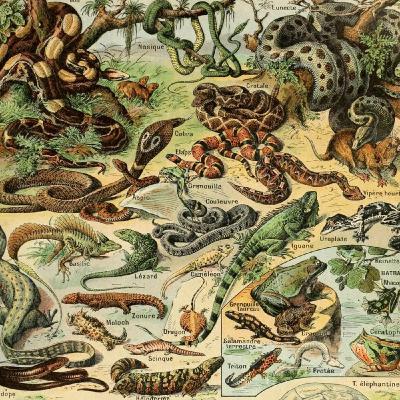 Episode 15 - Trends in Herpetoculture and Conserving Diversity Episode 15 - Trends in Herpetoculture and Conserving Diversity