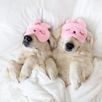 Calm Canines in the Storm: Soothing Solutions for Anxious Dogs