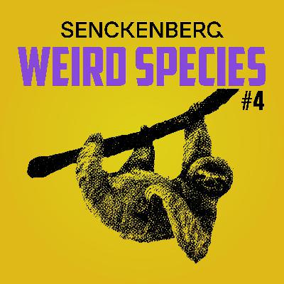 Weird Species #4: Choloepus didactylus – Sloth Wisdom