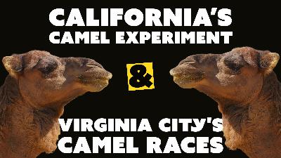 Ep. 37- Camel Craze in the West: The Story of California’s Camel Experiment and Virginia City's Camel Races