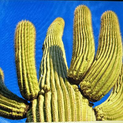 COLPORTOR ENTRE LOS GITANOS (E1998). COLPORTOR ENTRE LOS GITANOS (E1998).