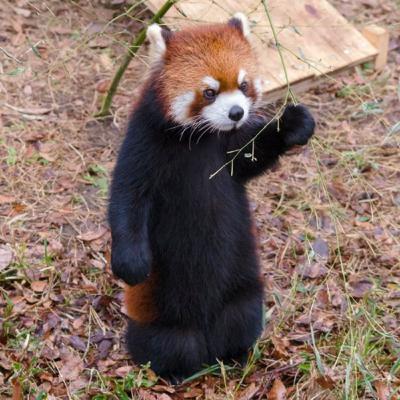 Why are this cute little red panda becoming endangered??