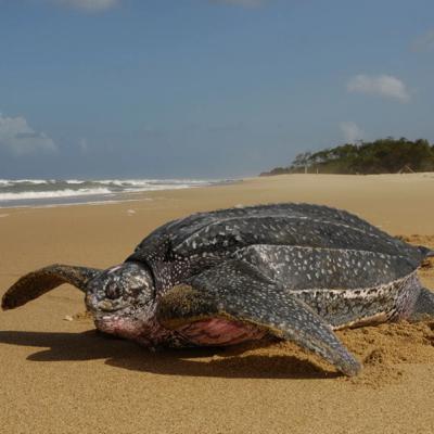 The largest turtle is the Leatherback Sea Turtle??