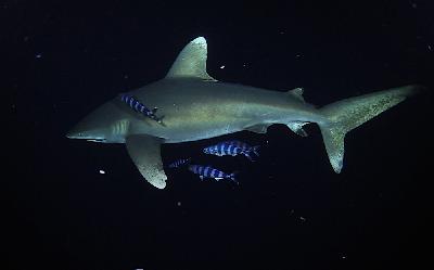 Shark Task Force: Stefanie Brendl - Shark Allies