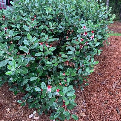 How to Choose the Right Fruit Tree with Josh Davis