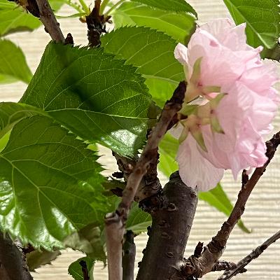🧭 Perjalanan Zen — Perjalanan yang Lebih Dalam Melintasi Shikoku 🧭 Perjalanan Zen — Perjalanan yang Lebih Dalam Melintasi Shikoku