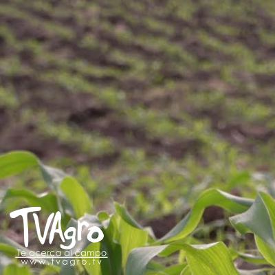 Semillas de Calidad Plan Nacional y trabajo con comunidades - TvAgro por Juan Gonzalo Angel Semillas de Calidad Plan Nacional y trabajo con comunidades - TvAgro por Juan Gonzalo Angel