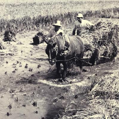 La mejor variedad de arroz para la paella es...