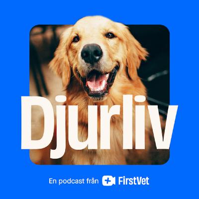 Hunden Franzie drabbades av fästingburna sjukdomen