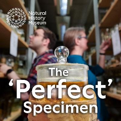 Introducing The 'Perfect' Specimen
