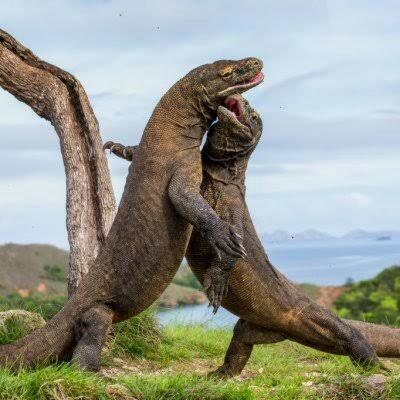 ¡Los asombrosos reptiles!