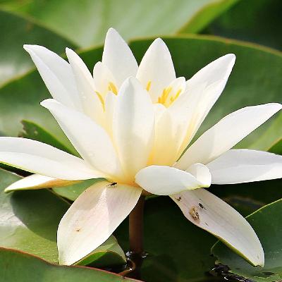 Meditación para encontrar calma y escucharte sin sobrepensar