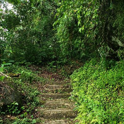 Sapos, grilos e oceano para relaxar e meditar - Frogs, crickets and ocean to relax and meditate
