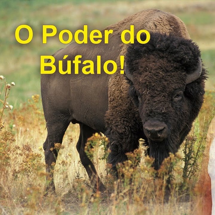 As Cartas Xamânicas, os Animais e seu Poder- O Búfalo