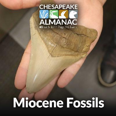 December: Miocene Fossils