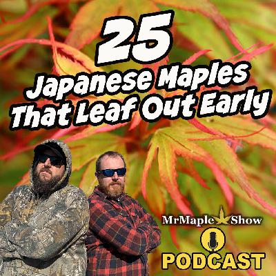 25 Japanese Maples That Leaf Out Early | MrMaple Show Podcast