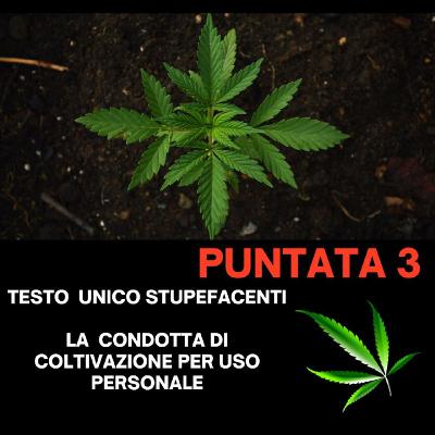 Puntata 3 - La condotta di coltivazione (domestica) "per uso personale"