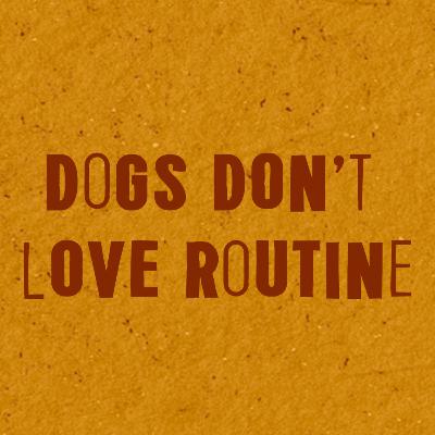 Dogs don’t love routine