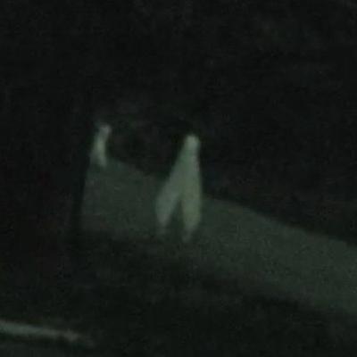 A Cryptid that looks like a pair of Walking Pants? A Cryptid that looks like a pair of Walking Pants?
