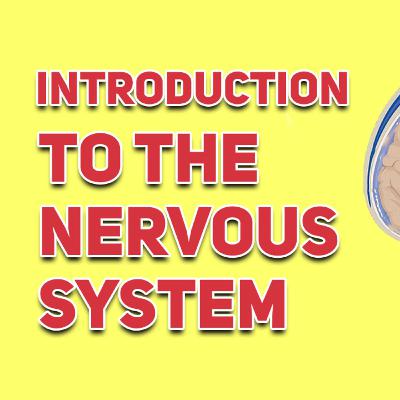 Introduction To The Nervous System In Under 7 Minutes