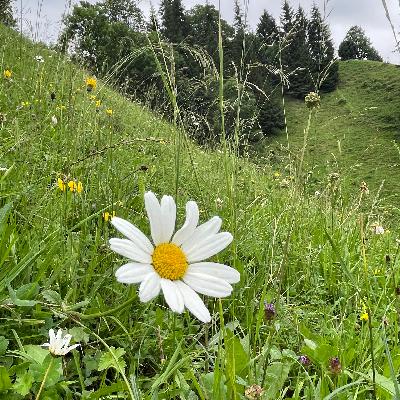 Vielfalt dank Nutzung - Trockenweide im Diemtigtal