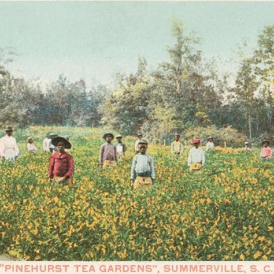 Role of Black Children in U.S. Tea Production (1800s) Role of Black Children in U.S. Tea Production (1800s)