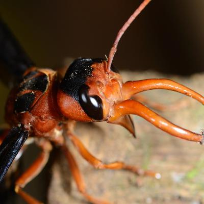 Ep. 33: The jaws of life (and death) Ep. 33: The jaws of life (and death)