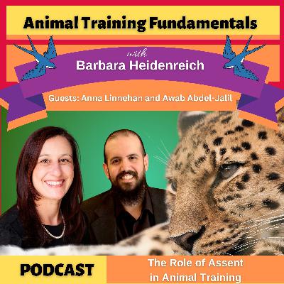 40 - The Role of Assent in Animal Training with Anna Linnehan and Awab Abdel-Jalil 40 - The Role of Assent in Animal Training with Anna Linnehan and Awab Abdel-Jalil