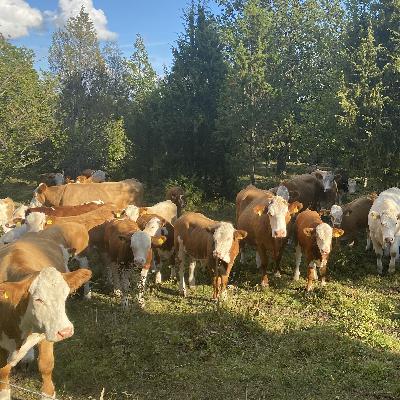 Naturrestaurering i teori och praktik Naturrestaurering i teori och praktik