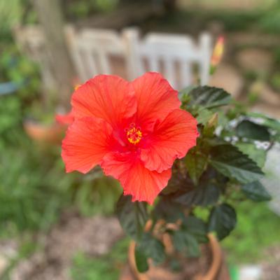 Cullen’s Questions #2: Companions and Poison