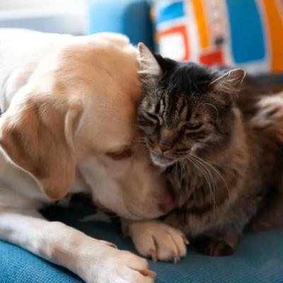 Pet Smart: History of Pets