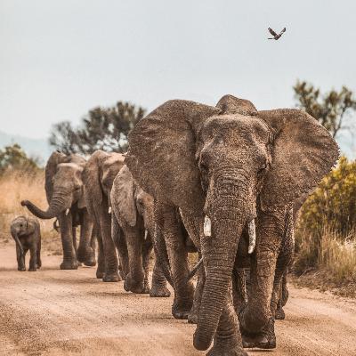 How to Survive an Elephant Attack