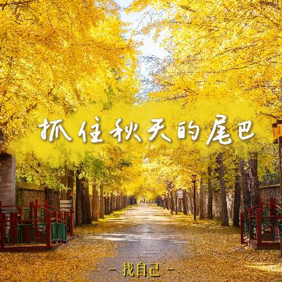 抓住秋天的尾巴，穿越圆明园银杏大道，奔赴方大同纪念椅【见天地】