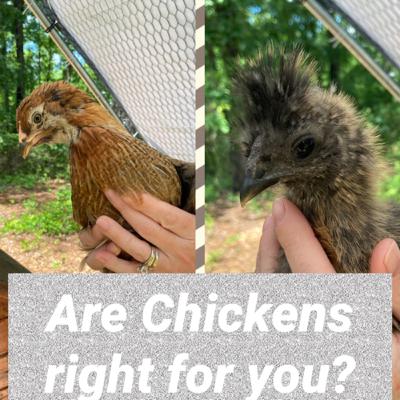Are Chickens right for you?