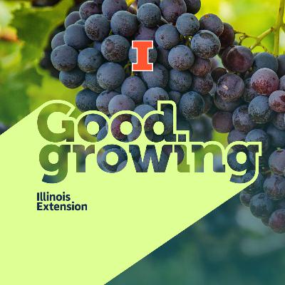 Ep. 214 Backyard grapes: From vine to wine, juice, or snack | #GoodGrowing