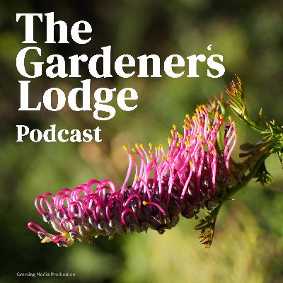 Australian Native Bees with Clancy Lester