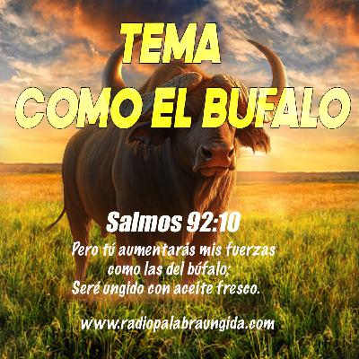 Como el Bufalo/Edgar Calderon/Palabra Ungida