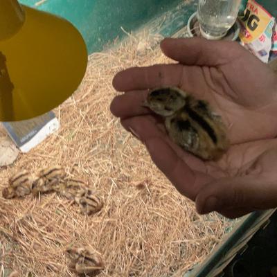 Peasants and Pheasants Peasants and Pheasants