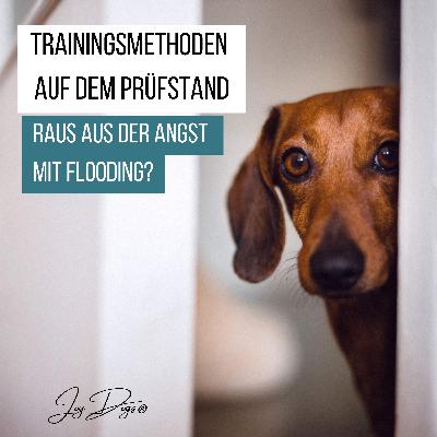 Trainingsmethoden auf dem Prüfstand - Folge 3 - Raus der Angst mit Flooding?