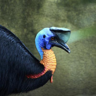 New Guinea, Part 1: Protecting unparalleled biodiversity